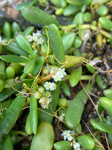 Cuscuta umbellata (Flatglobe Dodder) — photo