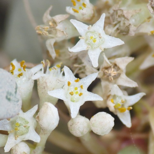 Cuscuta umbellata