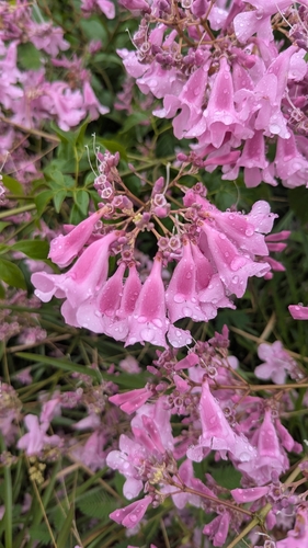 Cuspidaria inaequalis — photo