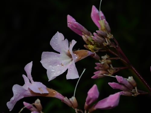 Cuspidaria inaequalis
