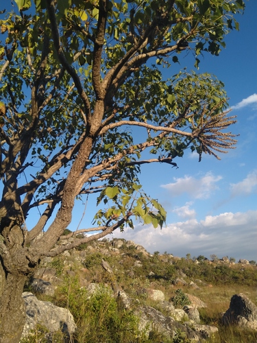 Cussonia angolensis (Angolan cabbage tree) — photo