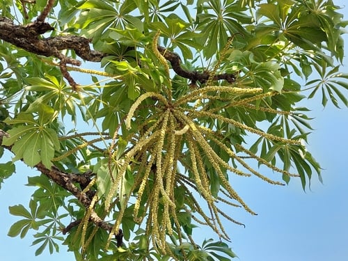 Cussonia arborea