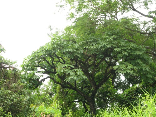 Cussonia arborea (Octopus cabbage tree) — photo