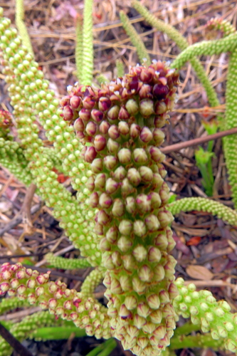 Cussonia corbisieri — photo