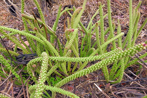 Cussonia corbisieri