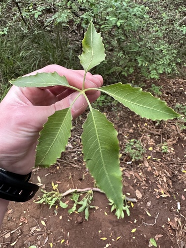 Cussonia holstii — photo