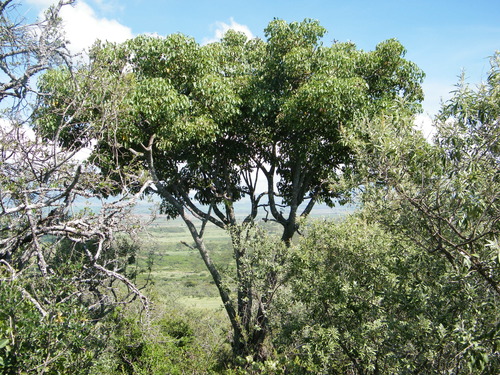 Cussonia holstii