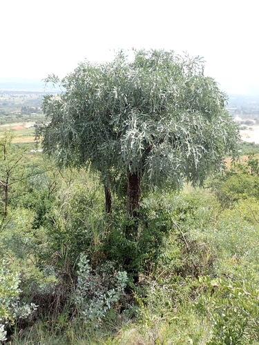 Cussonia paniculata
