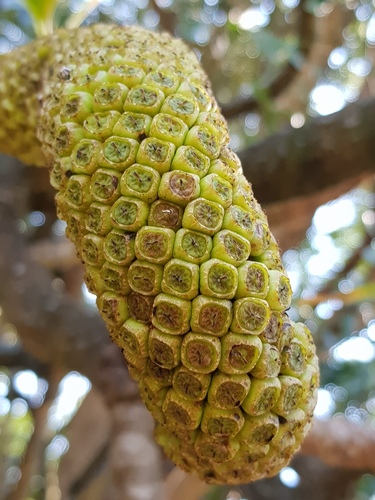 Cussonia spicata (Cabbage tree) — photo