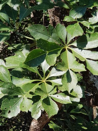 Cussonia spicata