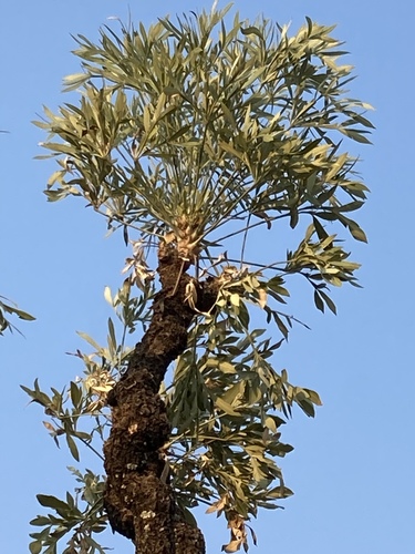 Cussonia transvaalensis