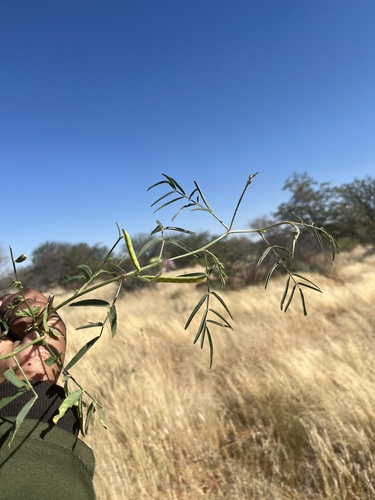 Cyamopsis senegalensis (Guar) — photo