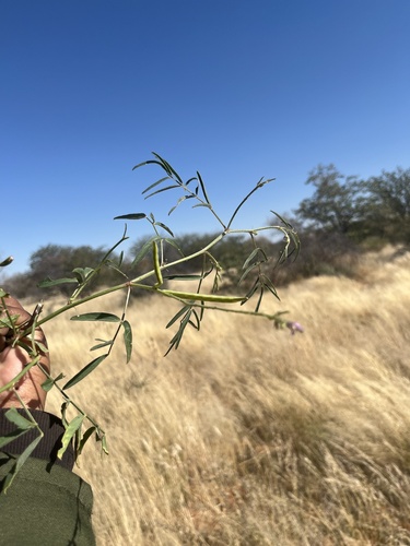 Cyamopsis senegalensis (Guar) — photo