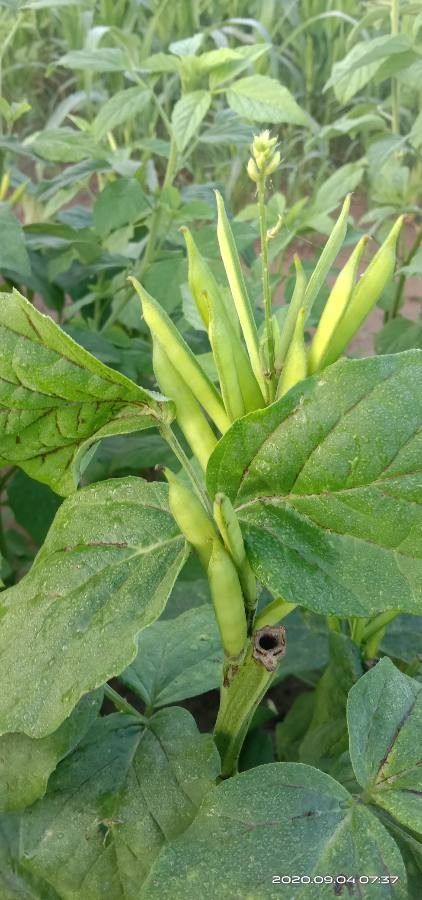 Cyamopsis tetragonoloba (Guar bean) — photo