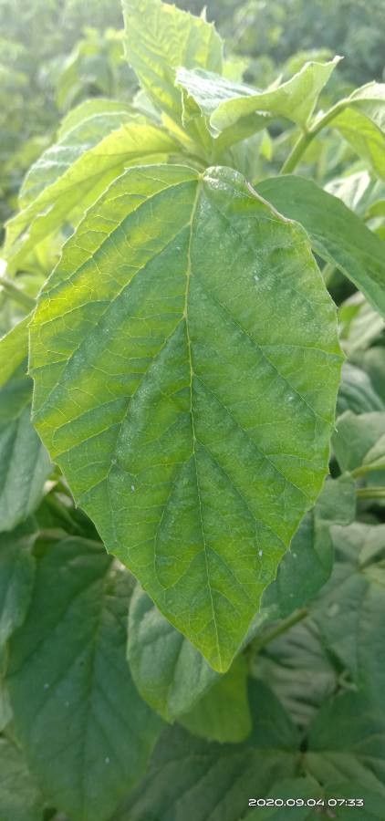 Cyamopsis tetragonoloba (Guar bean) — photo