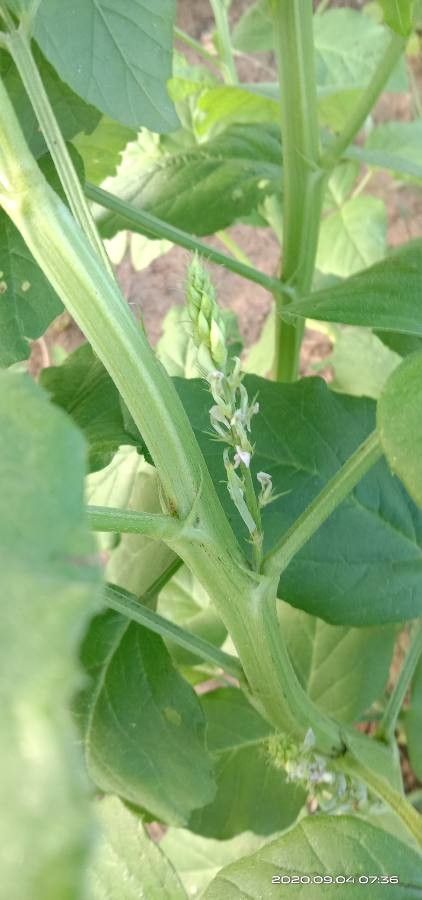 Cyamopsis tetragonoloba (Guar bean) — photo