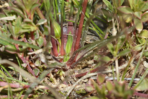 Cyanella alba — photo