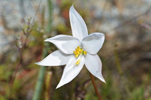 Cyanella alba