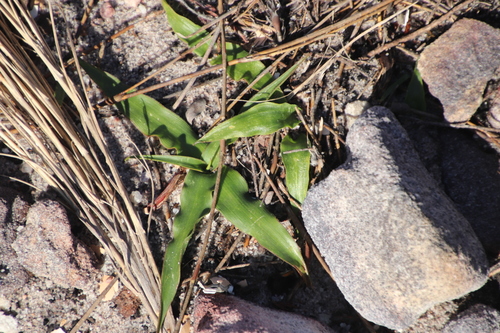 Cyanella hyacinthoides (Lady's hand) — photo