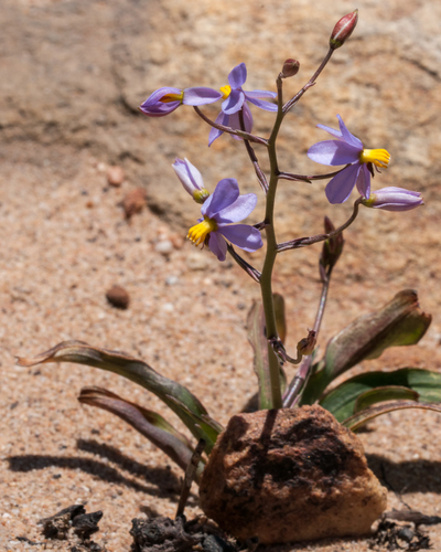 Cyanella hyacinthoides