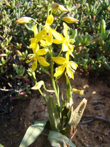 Cyanella lutea (Five fingers) — photo