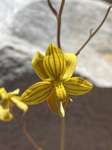 Cyanella lutea