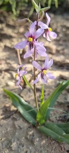 Cyanella orchidiformis — photo