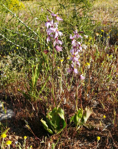 Cyanella orchidiformis — photo