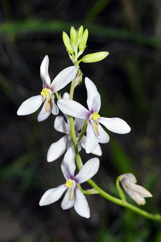 Cyanella orchidiformis