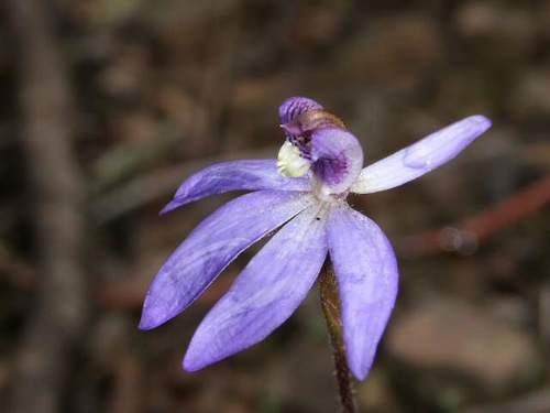 Cyanicula caerulea (Pink finger orchid) — photo