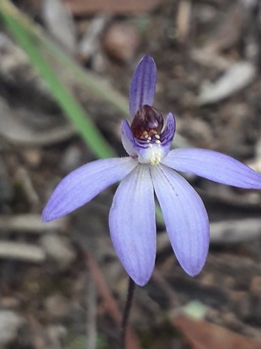 Cyanicula caerulea (Pink finger orchid) — photo