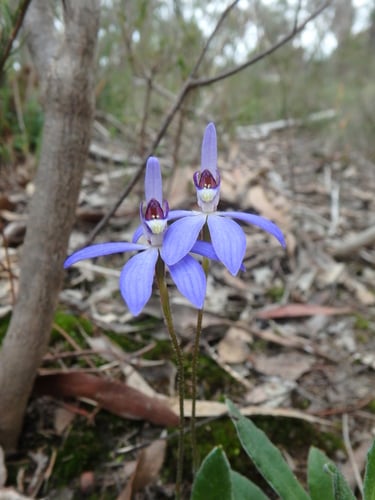 Cyanicula caerulea