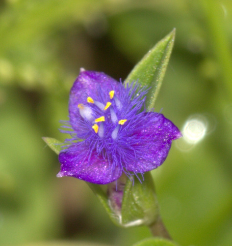 Cyanotis axillaris