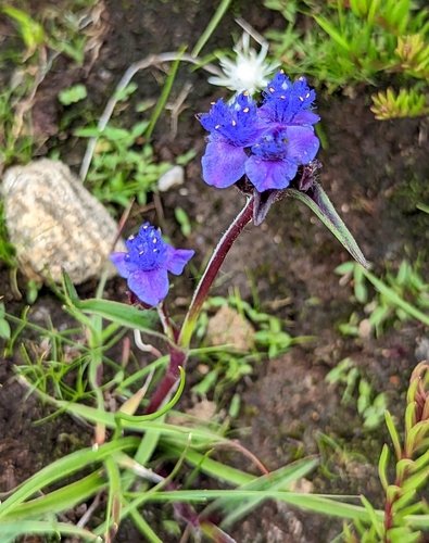 Cyanotis barbata — photo