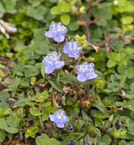 Cyanotis barbata