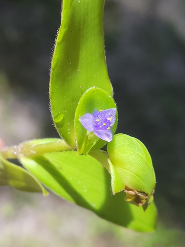 Cyanotis cristata (Petungan) — photo