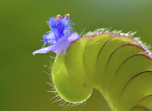 Cyanotis cristata