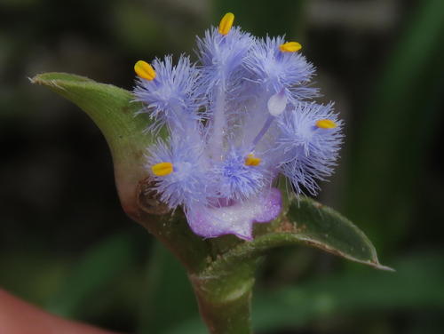 Cyanotis speciosa (Doll's powder puff) — photo