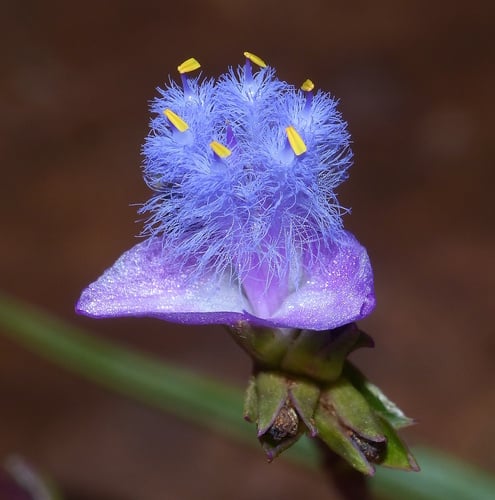 Cyanotis speciosa