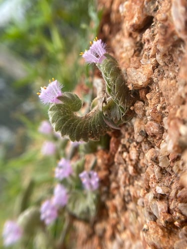 Cyanotis tuberosa (Sahyadri dew-grass) — photo