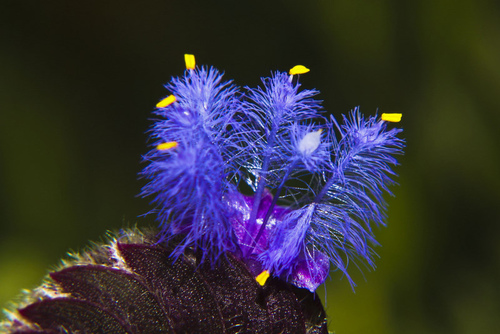 Cyanotis tuberosa