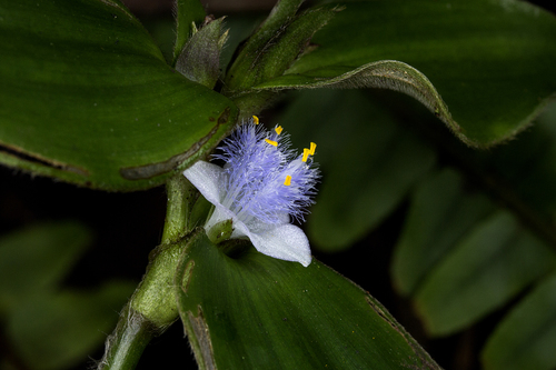 Cyanotis villosa