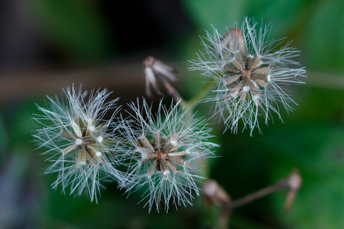 Cyanthillium cinereum (Ash-coloured fleabane) — photo