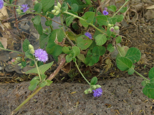 Cyanthillium patulum — photo