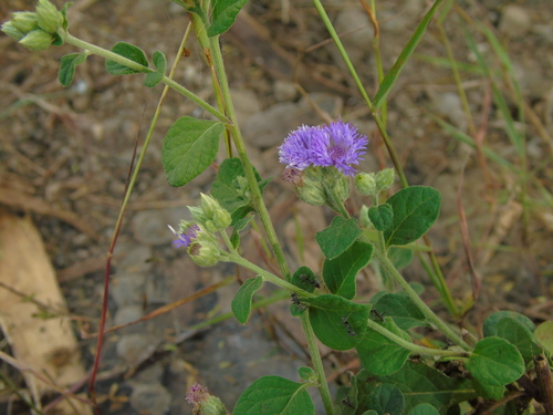 Cyanthillium patulum