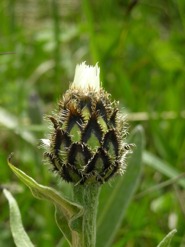Cyanus cheiranthifolius — photo