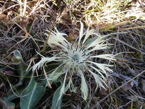 Cyanus cheiranthifolius var. purpurascens — photo