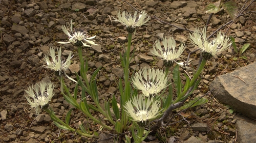 Cyanus cheiranthifolius var. purpurascens