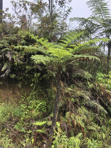 Cyathea affinis — photo