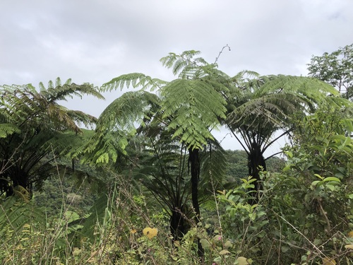 Cyathea affinis — photo